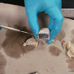 cornea_scalpel.JPG