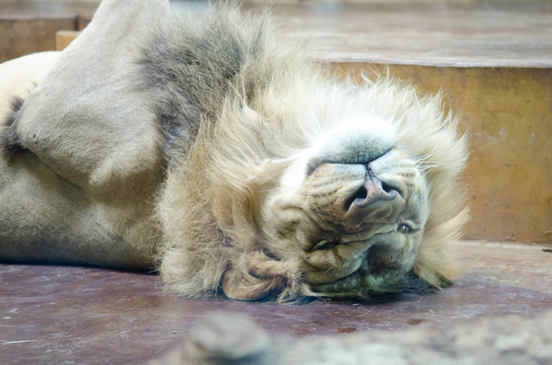 [zoo-17%255B9%255D.jpg]