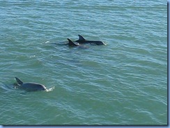 6943a Texas, South Padre Island - Osprey Cruises - Sea Life Safari  - Atlantic Bottlenose Dolphin