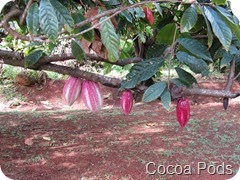 060 Cocoa Pods 060 Cocoa Pods