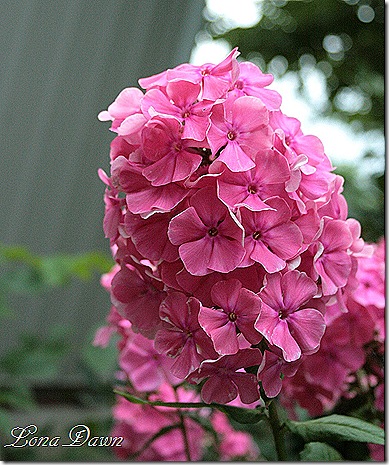 AdonisPink_Phlox_Closeup