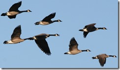 CanadaGeese