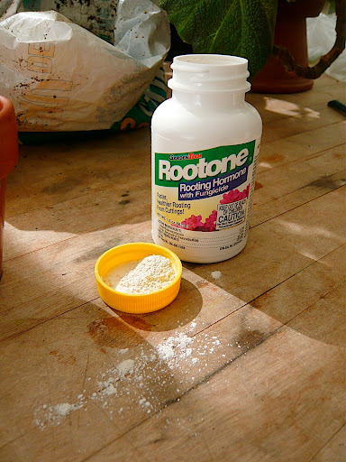 Rooting hormone compounds help plant cells elongate to grow stems and roots. Rooting hormones also have anti-fugal elements to ward off rot while the cuttings root.