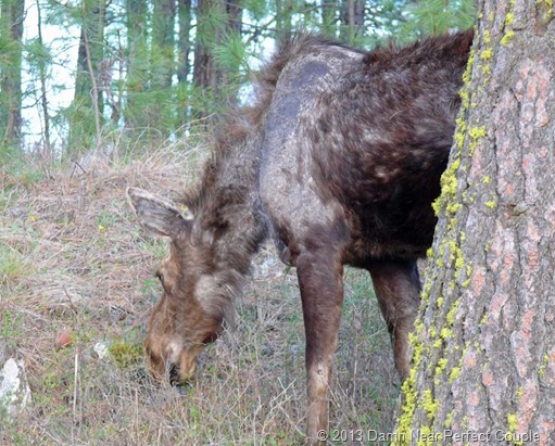 Turnbull NWR Moose2 Close-up