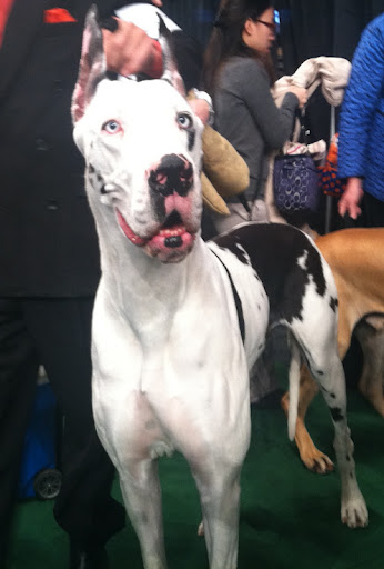 Great Dane