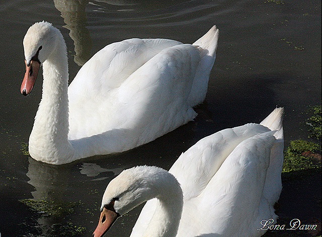 [Swans%255B7%255D.jpg]
