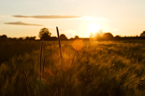 Summer-Barley-7