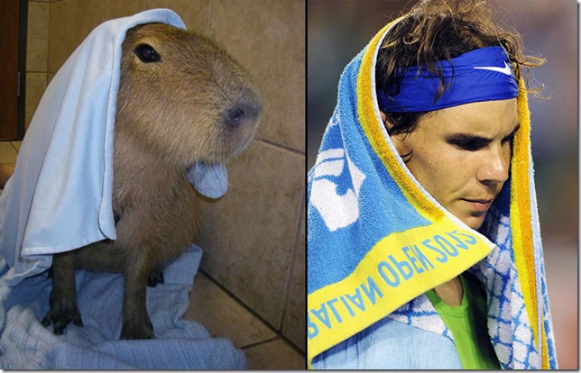rafa nadal capibara (6)