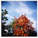 HOLGA