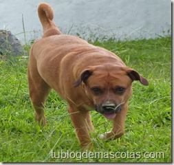 Obesidad canina Obesidad canina