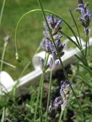 IMG_2569 IMG_2569