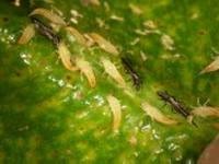 [adult%2520thrips%255B2%255D.jpg]