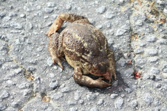 [01_Sapo_Morto3.jpg]