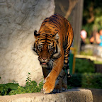 WarszawskieZOO02