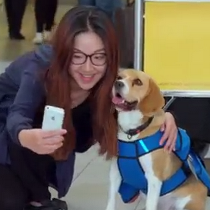Perrito conquista a los usuarios de KLM