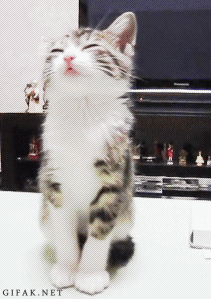 [gif%2520gato%2520que%2520cae%2520dormido%255B3%255D.gif]