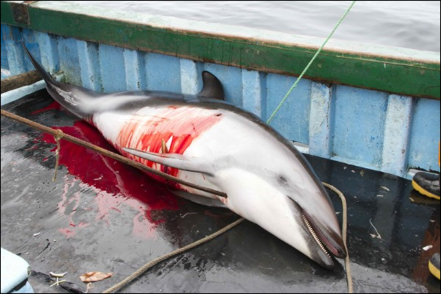 A harpooned dolphin bleeds on the deck of a fisherman's boat off the coast of Peru. Photo: Mundo Azul / BlueVoice