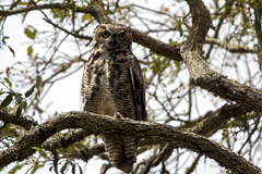 Great Horned Owl  Palacios Texas