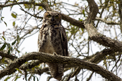 Great Horned Owl Palacios Texas Great Horned Owl Palacios Texas