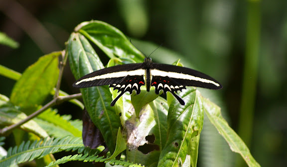Papilio hectorides ESPER, 1794, mâle. Caçandoca (Ubatuba, SP), 15 février 2011. Photo : J.-M. Gayman