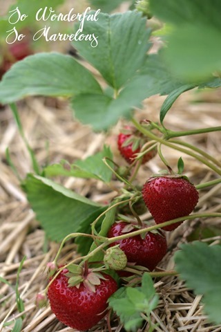 Strawberry Picking 5