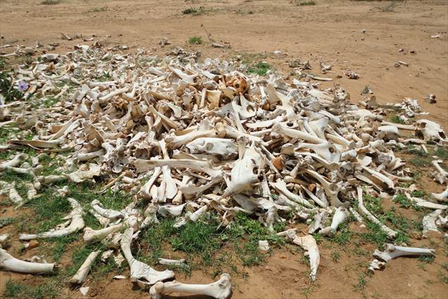 Cattle carcasses strewn across the Borena region of Ethiopia as a result of drought, 2011. Photo: World Vision