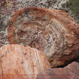 Àrvore petrificada no Deserto Pintado -Petrified Forest National Park - Flagstaff, AZ