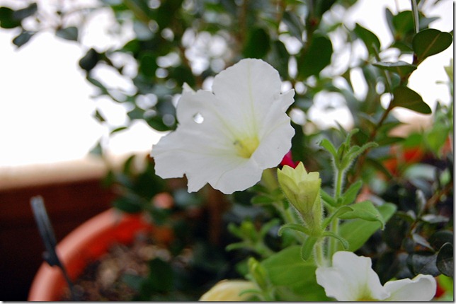 DSC_0009 DSC_0009