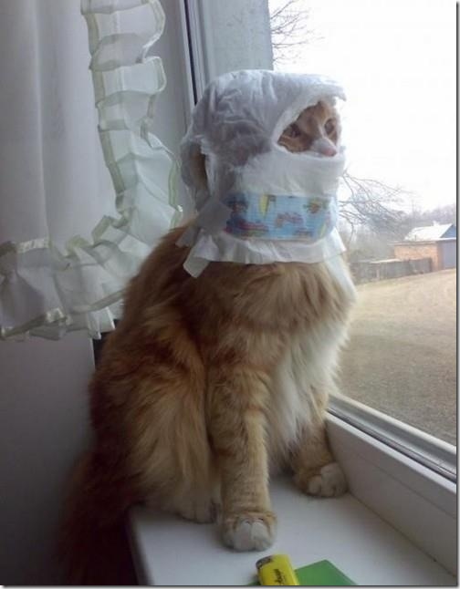 strange-cats-expain-that-0