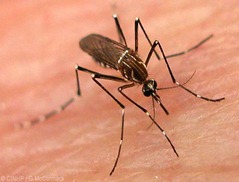 dengue-mosquito dengue-mosquito