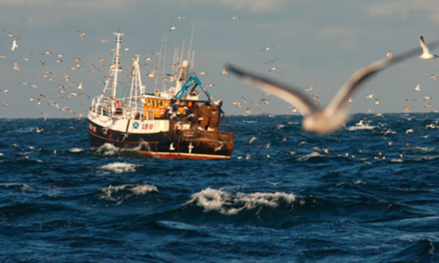 Gulls fly around a fishing vessel. George Monbiot: 'Our obsession with cod and haddock is trashing the seabed and many of the other species which live there.' Angus Blackburn / Rex Features
