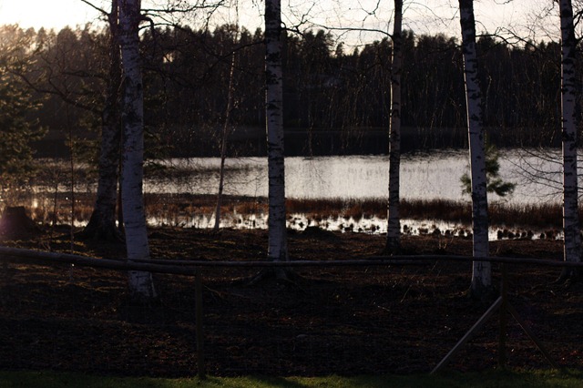 IMG_3956 IMG_3956