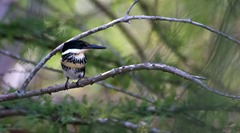 Green Kingfisher Frontera