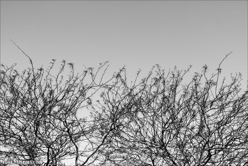 В черном и белом