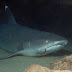 P4072968