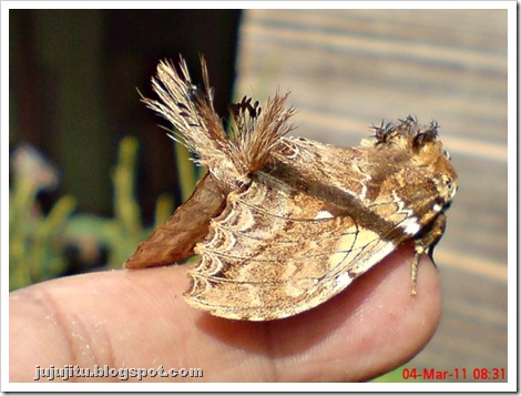 prominent moth dudusa vethi