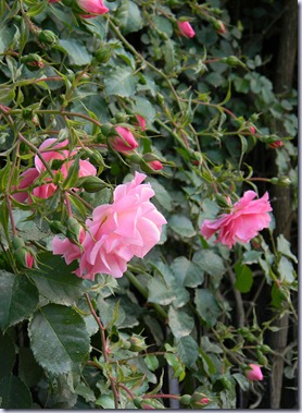 DSCN9737 DSCN9737