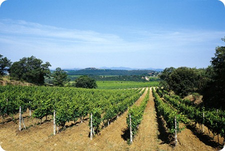 vigna1 vigna1