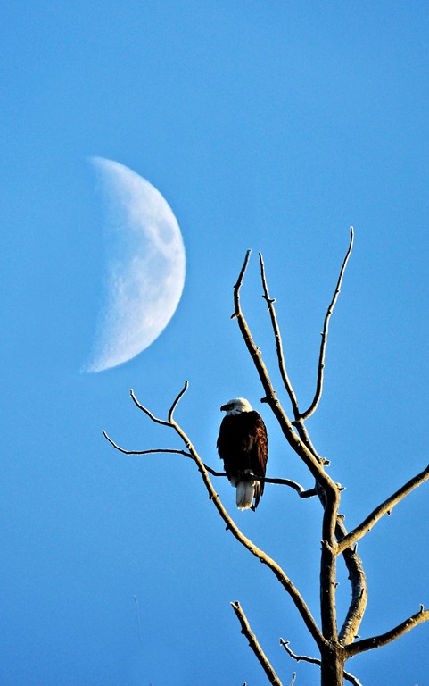 [Eagle%25201%255B4%255D.jpg]