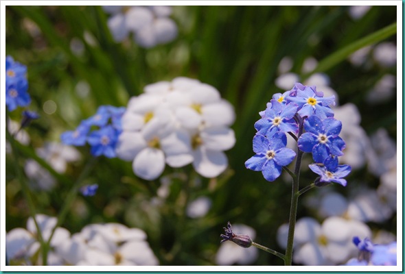 Forget me not
