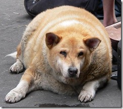 obesidade canina
