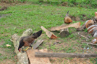 pinoyecofarm january _0109.JPG