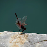 IMG_0773.JPG