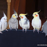 Calopsitas