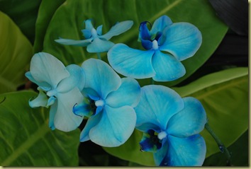 Orchides Blue