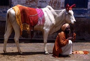 vaca India