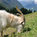 17.08.11 Nordic Walking Steger Alm Prettau - Nordic Walking a Predoi malga Steger