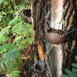 Collecting pine sap on Tampomas (Daniel Quinn, February 2010) Collecting pine sap on Tampomas (Daniel Quinn, February 2010)