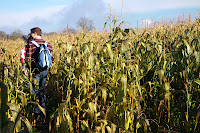Field of dreams