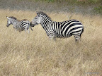 Akagera Nationalpark